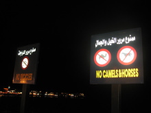 No camels & horses